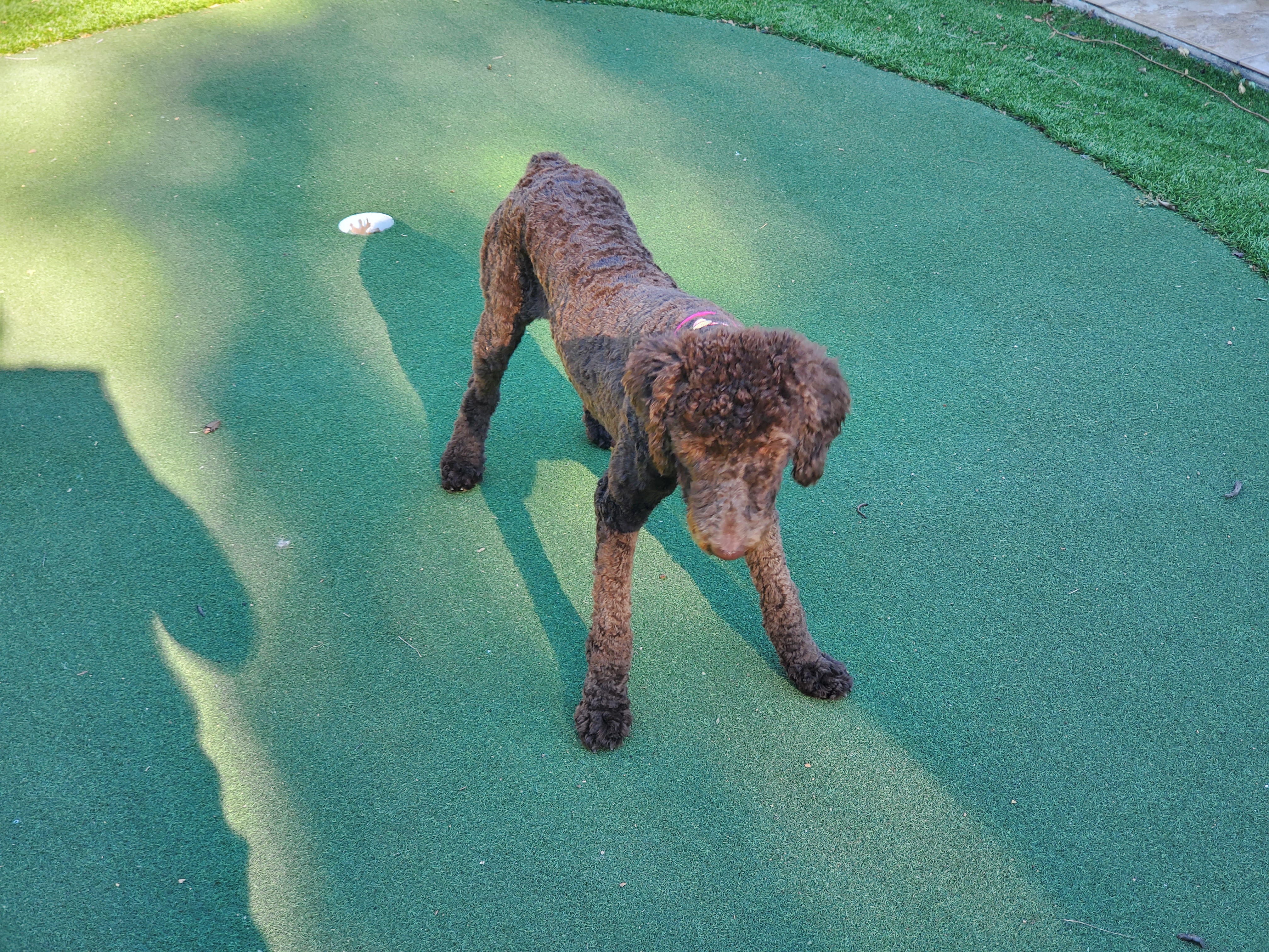 20211030_100936 PUTTING GREEN